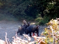 1-IMG_3962
